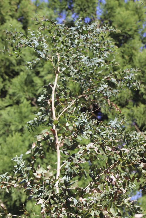 Jersey Girl eucalyptus (Eucalyptus Macarthurii)